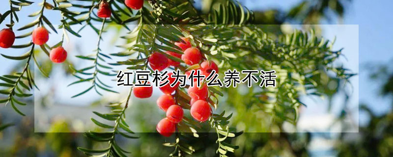 紅豆杉為什么養(yǎng)不活