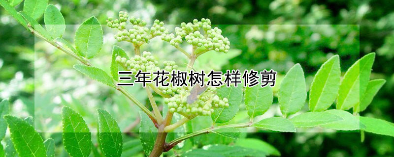 三年花椒樹怎樣修剪