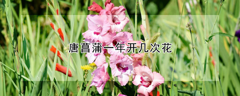 唐菖蒲一年開幾次花