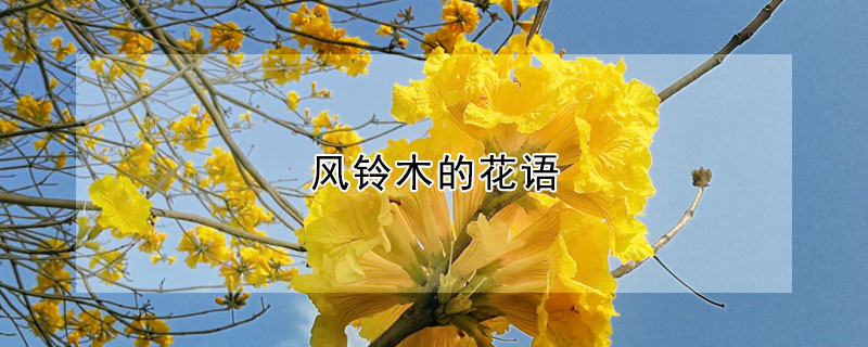 風鈴木的花語