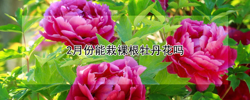 2月份能栽裸根牡丹花嗎