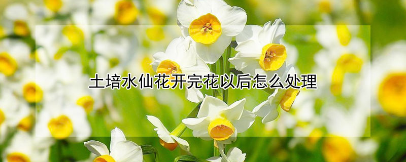 土培水仙花開完花以后怎么處理