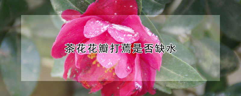 茶花花瓣打蔫是否缺水