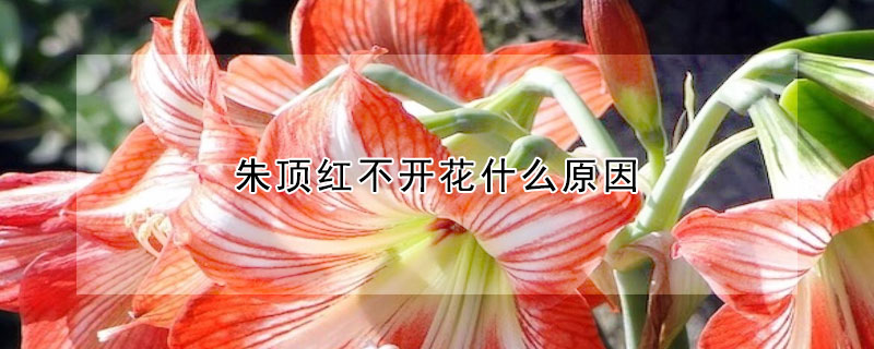 朱頂紅不開花什么原因