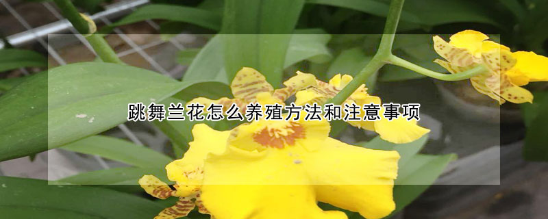 跳舞蘭花怎么養(yǎng)殖方法和注意事項