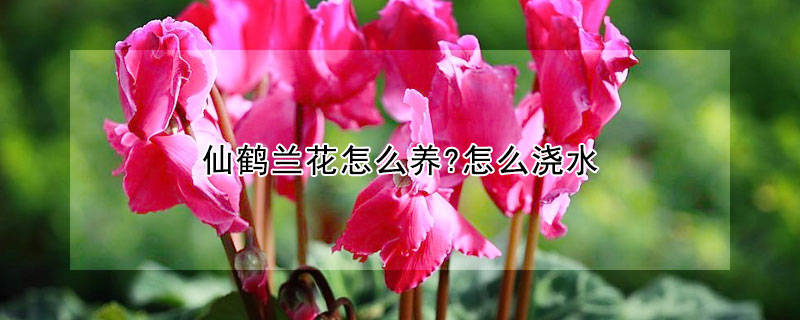 仙鶴蘭花怎么養?怎么澆水