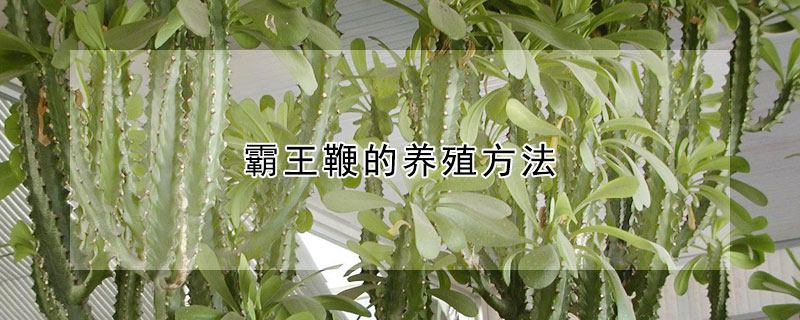 霸王鞭的養殖方法