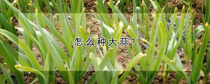 怎么種大蒜?