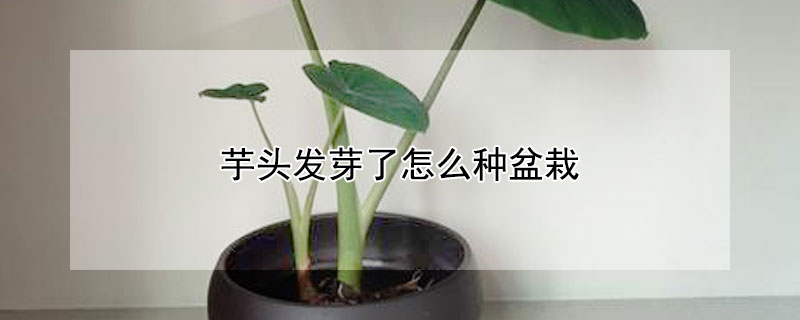 芋頭發(fā)芽了怎么種盆栽