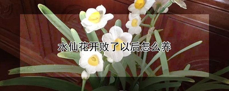 水仙花開敗了以后怎么養