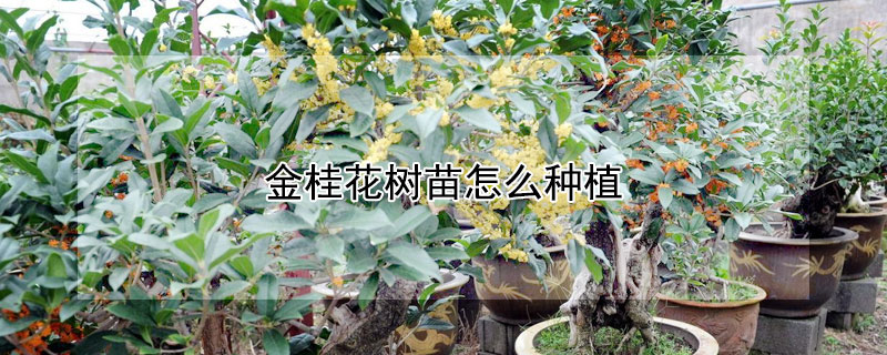 金桂花樹苗怎么種植