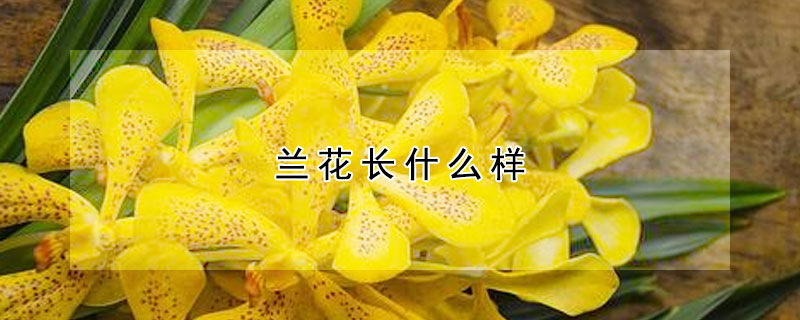 蘭花長什么樣