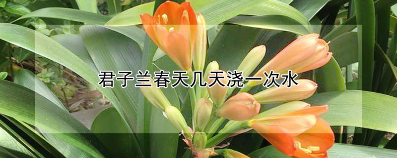 君子蘭春天幾天澆一次水