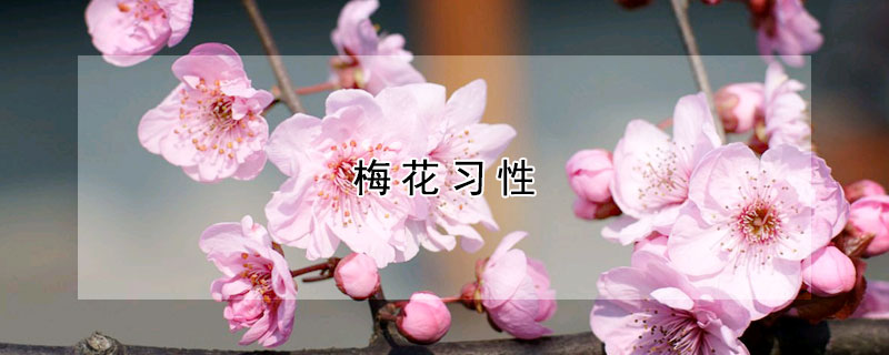 梅花習(xí)性