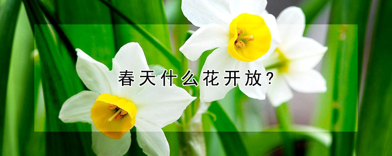 春天什么花開放?