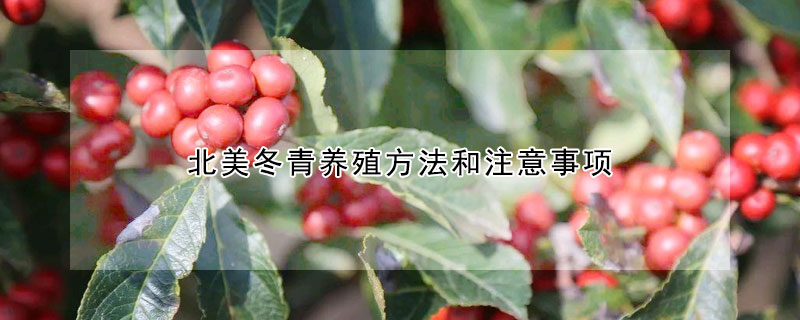 北美冬青養(yǎng)殖方法和注意事項