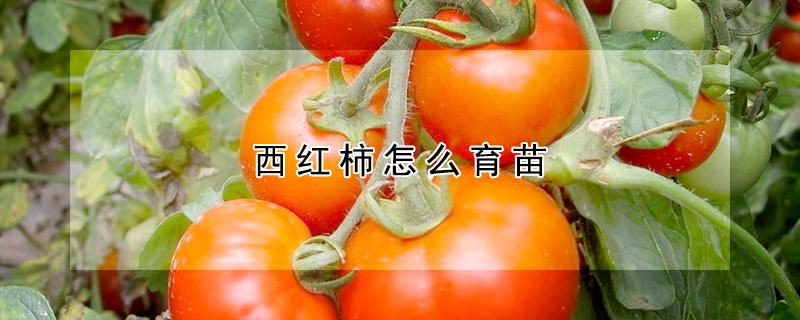 西紅柿怎么育苗