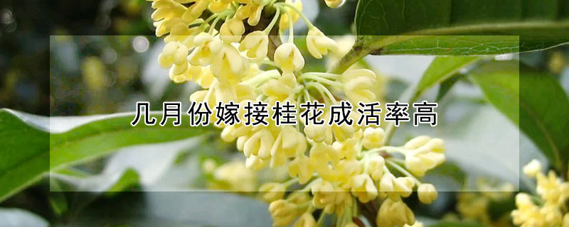 幾月份嫁接桂花成活率高