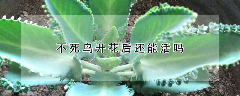 不死鳥開花后還能活嗎