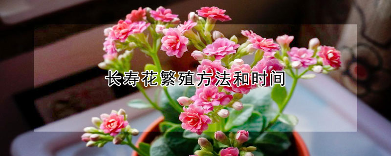 長壽花繁殖方法和時間