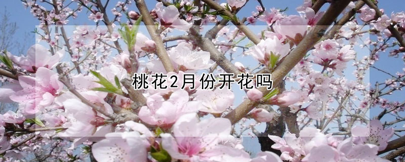 桃花2月份開花嗎