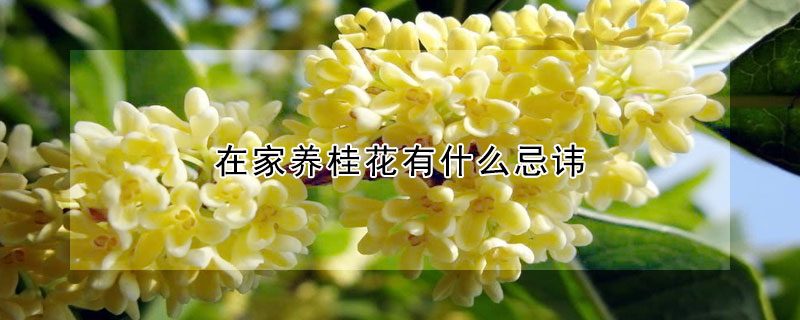 在家養(yǎng)桂花有什么忌諱