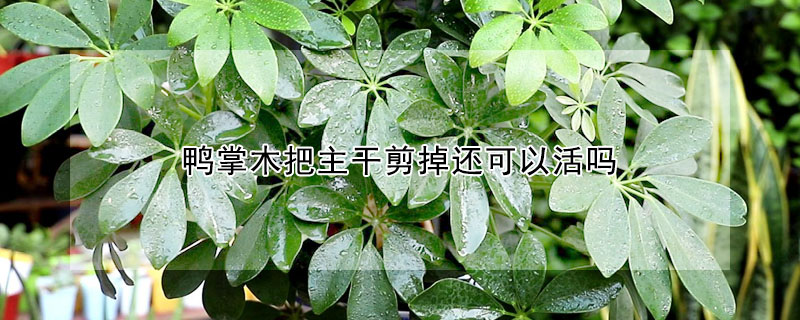 鴨掌木把主干剪掉還可以活嗎