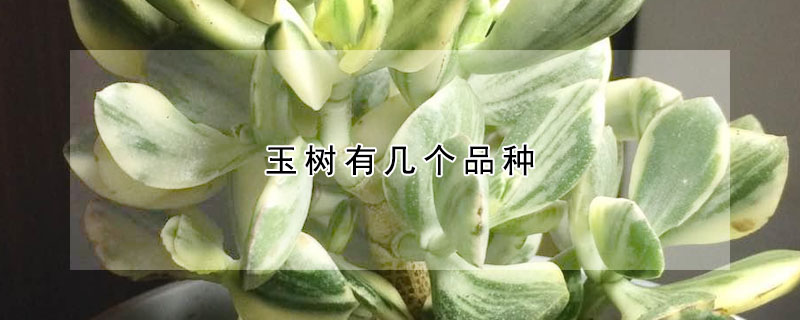 玉樹(shù)有幾個(gè)品種