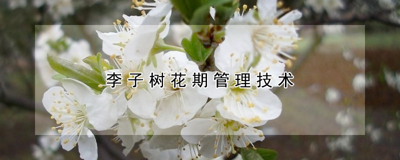 李子樹花期管理技術