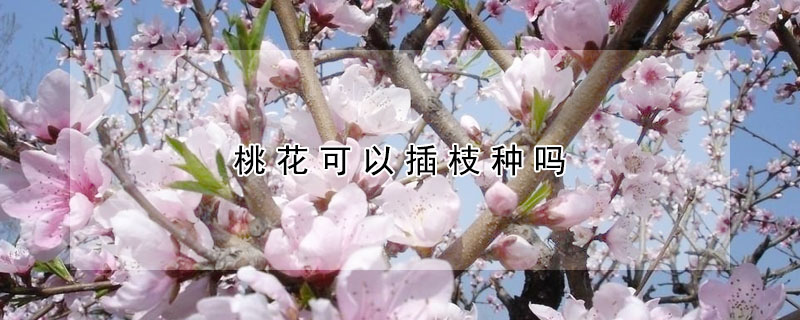 桃花可以插枝種嗎