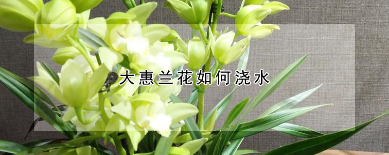 大惠蘭花如何澆水