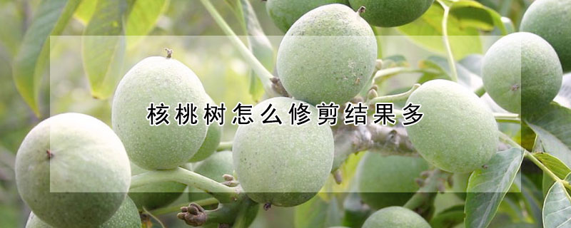 核桃樹怎么修剪結果多