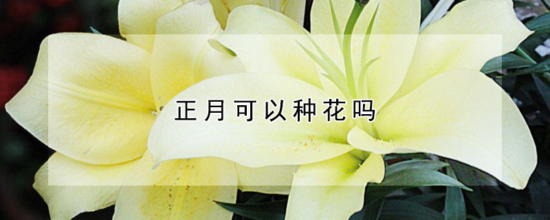 正月可以種花嗎