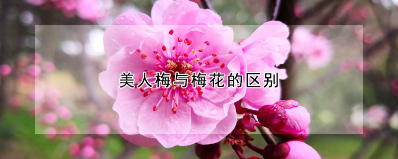 美人梅與梅花的區(qū)別