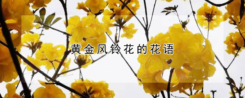 黃金風(fēng)鈴花的花語