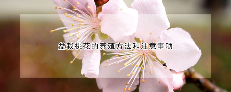 盆栽桃花的養(yǎng)殖方法和注意事項(xiàng)