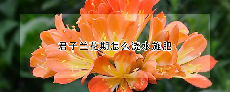 君子蘭花期怎么澆水施肥