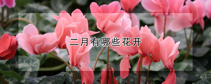 二月有哪些花開