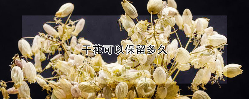 干花可以保留多久