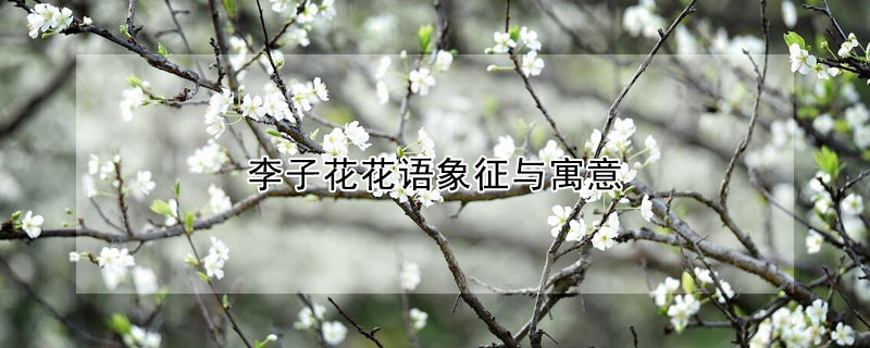 李子花花語象征與寓意