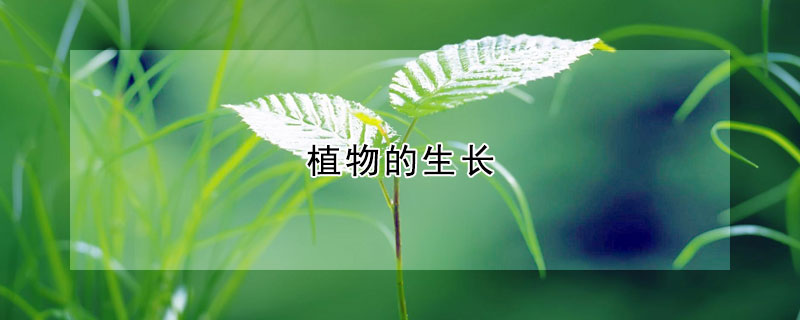 植物的生長