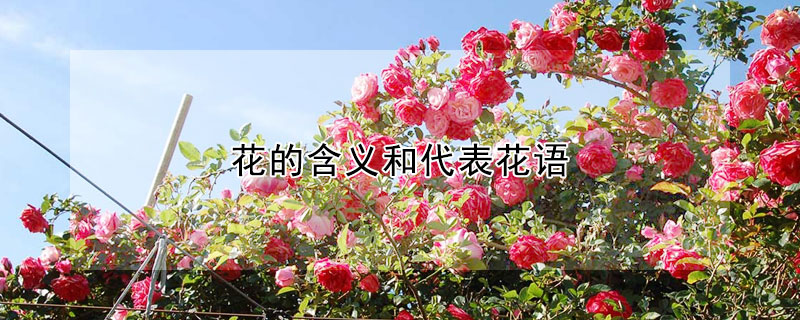 花的含義和代表花語