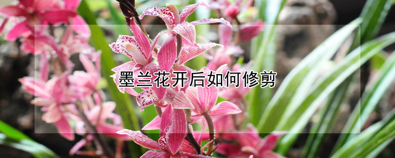 墨蘭花開后如何修剪