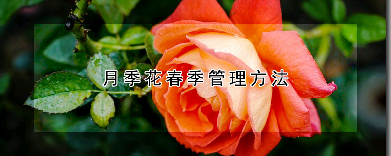 月季花春季管理方法