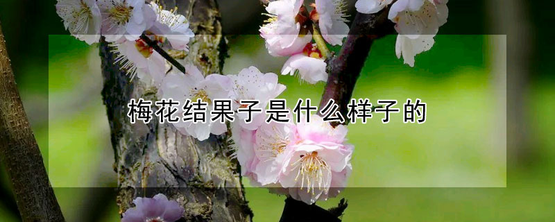 梅花結(jié)果子是什么樣子的