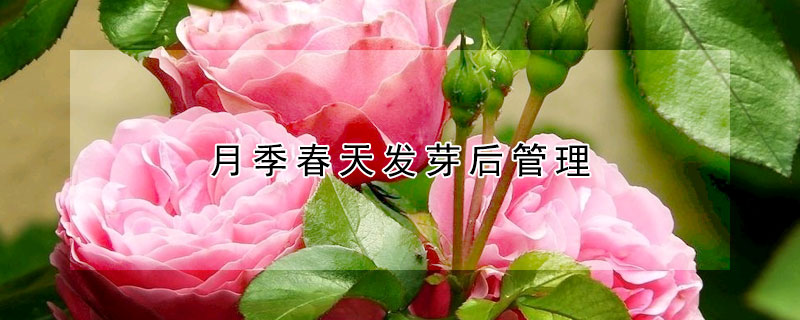 月季春天發芽后管理