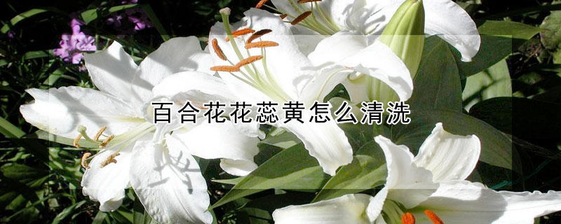 百合花花蕊黃怎么清洗