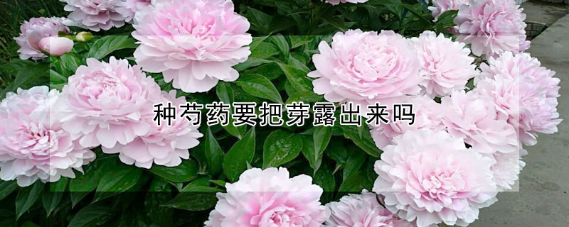 種芍藥要把芽露出來嗎