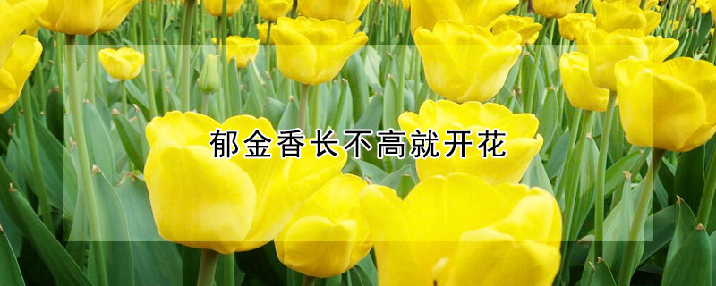 郁金香長不高就開花