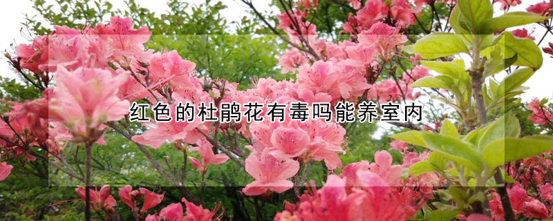 紅色的杜鵑花有毒嗎能養(yǎng)室內(nèi)